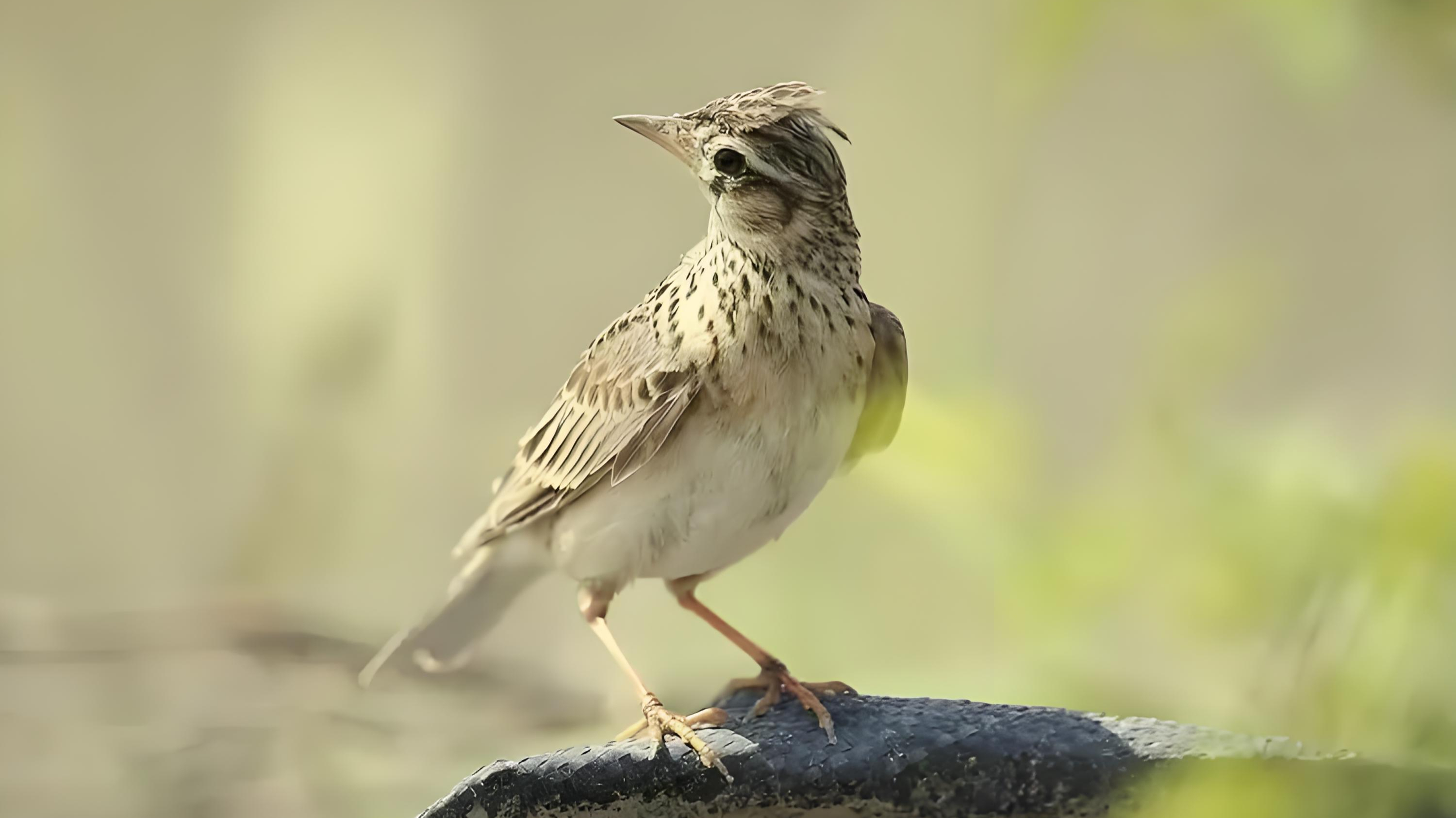 百灵鸟算命 麻衣算命免费自测