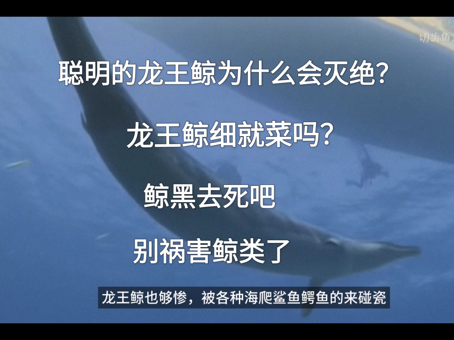 周公解梦鲸鱼 周公解梦大全官网查询