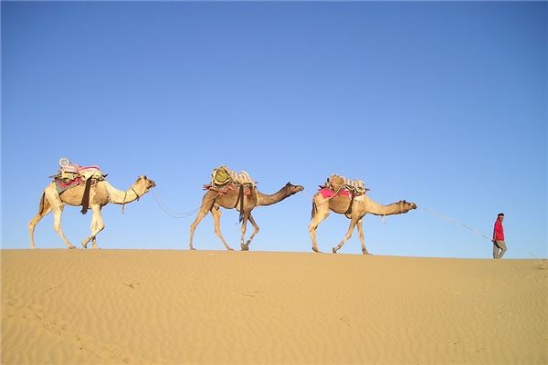 梦见骆驼周公解梦 女人梦见骆驼七大预兆