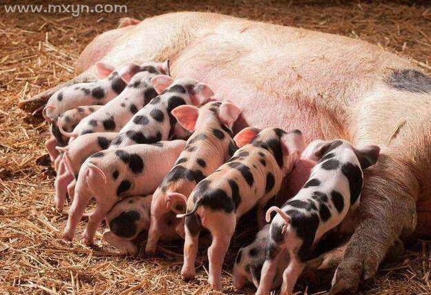 梦到猪周公解梦原版 周公解梦2345原版免费大全查询