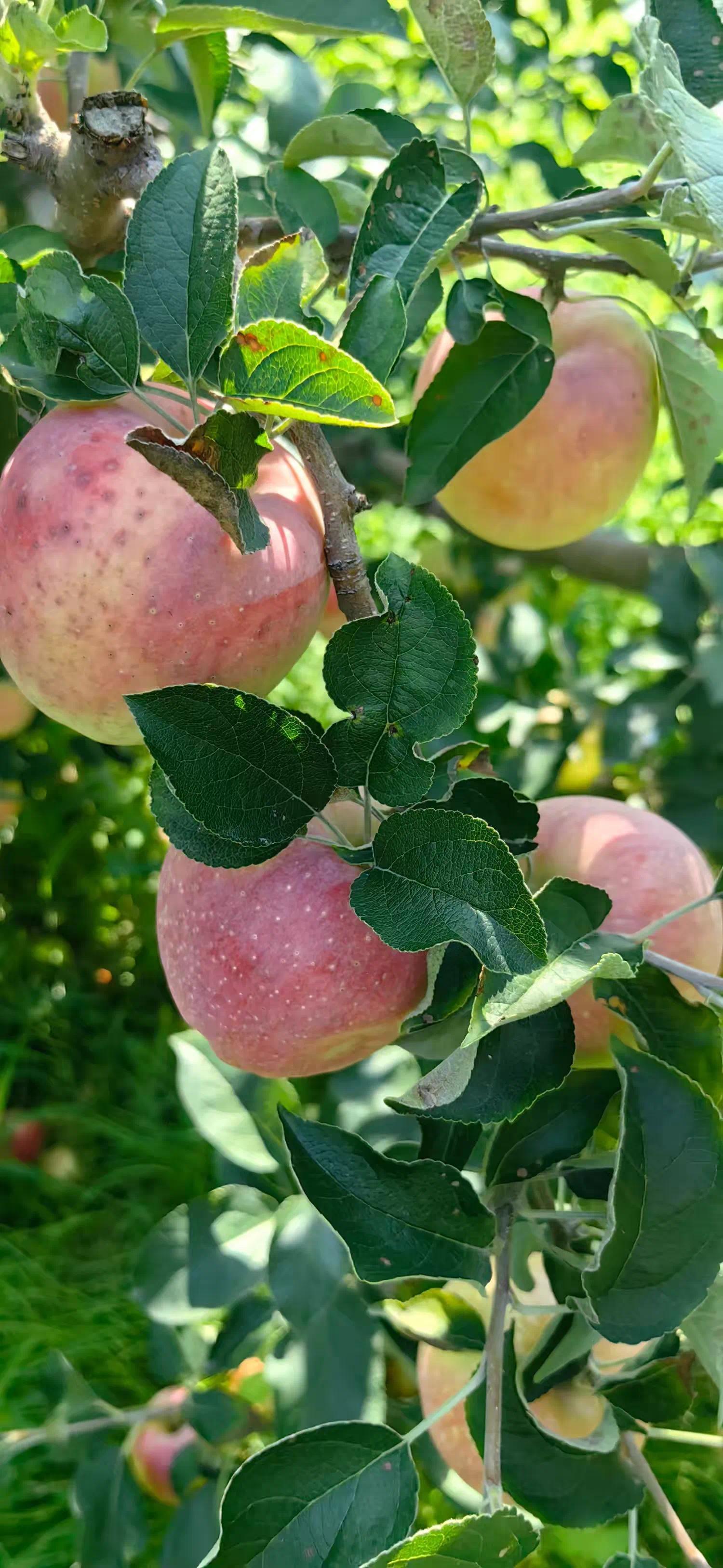 周公解梦摘苹果 梦里摘苹果是什么征兆