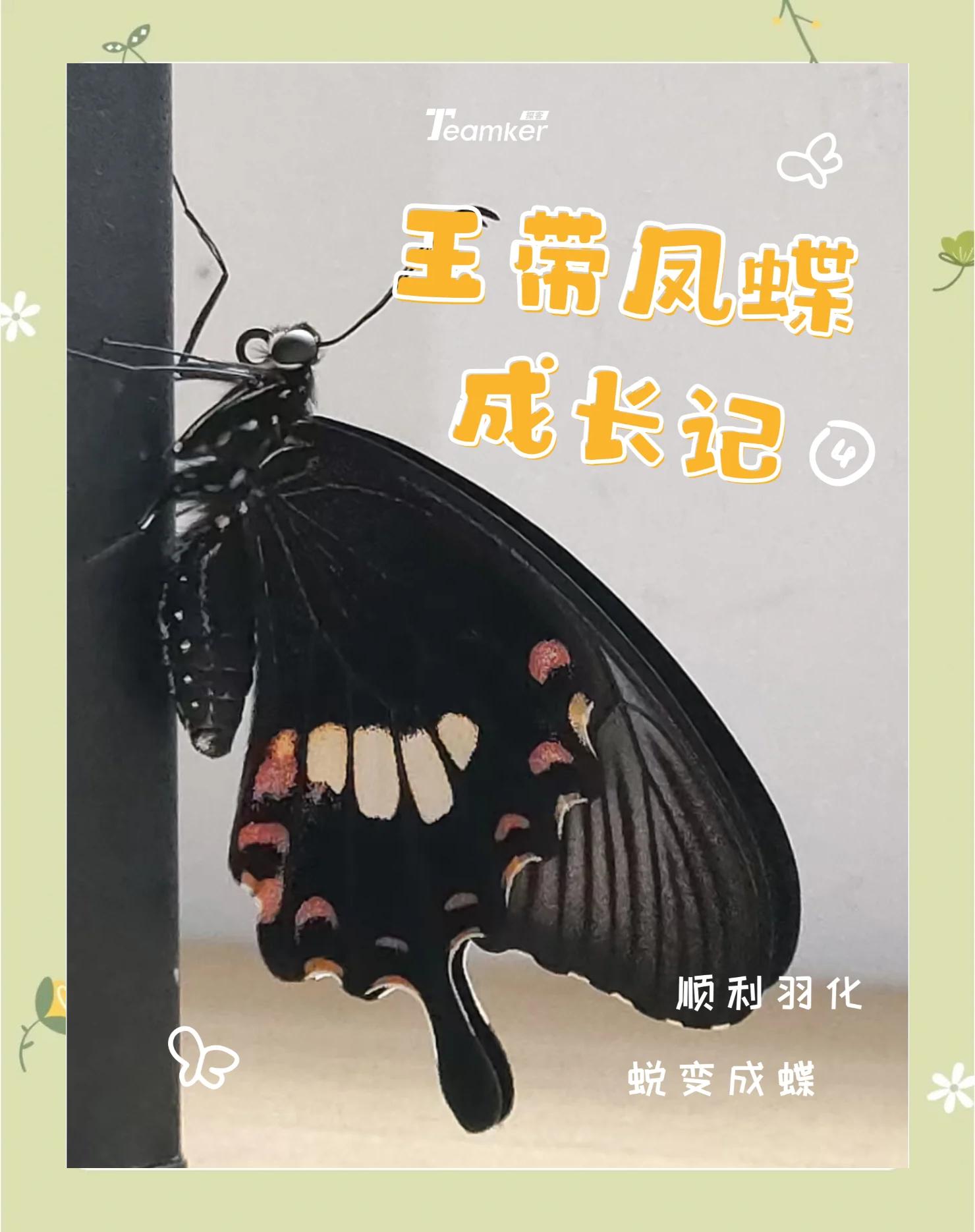 周公解梦原版蝴蝶 女人梦见蝴蝶周公解梦