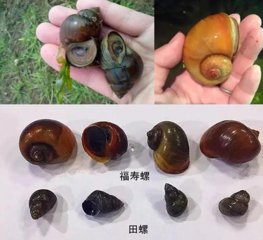 周公解梦螺蛳 梦见好多螺蛳是什么预兆