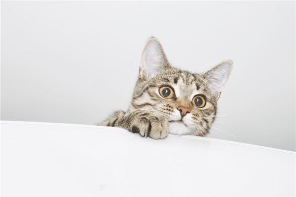 梦到杀猫周公解梦 梦见打死猫周公解梦原文