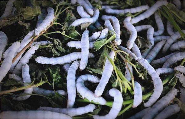 周公解梦满身的蛆虫 女人梦到蛆虫爬到身上