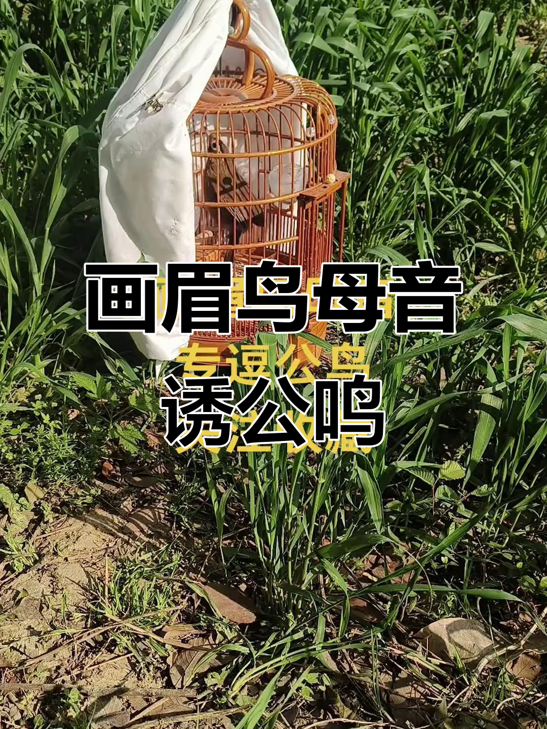 周公解梦小鸟 梦见鸟原版周公解梦 周公解梦小鸟 梦见鸟原版周公解梦