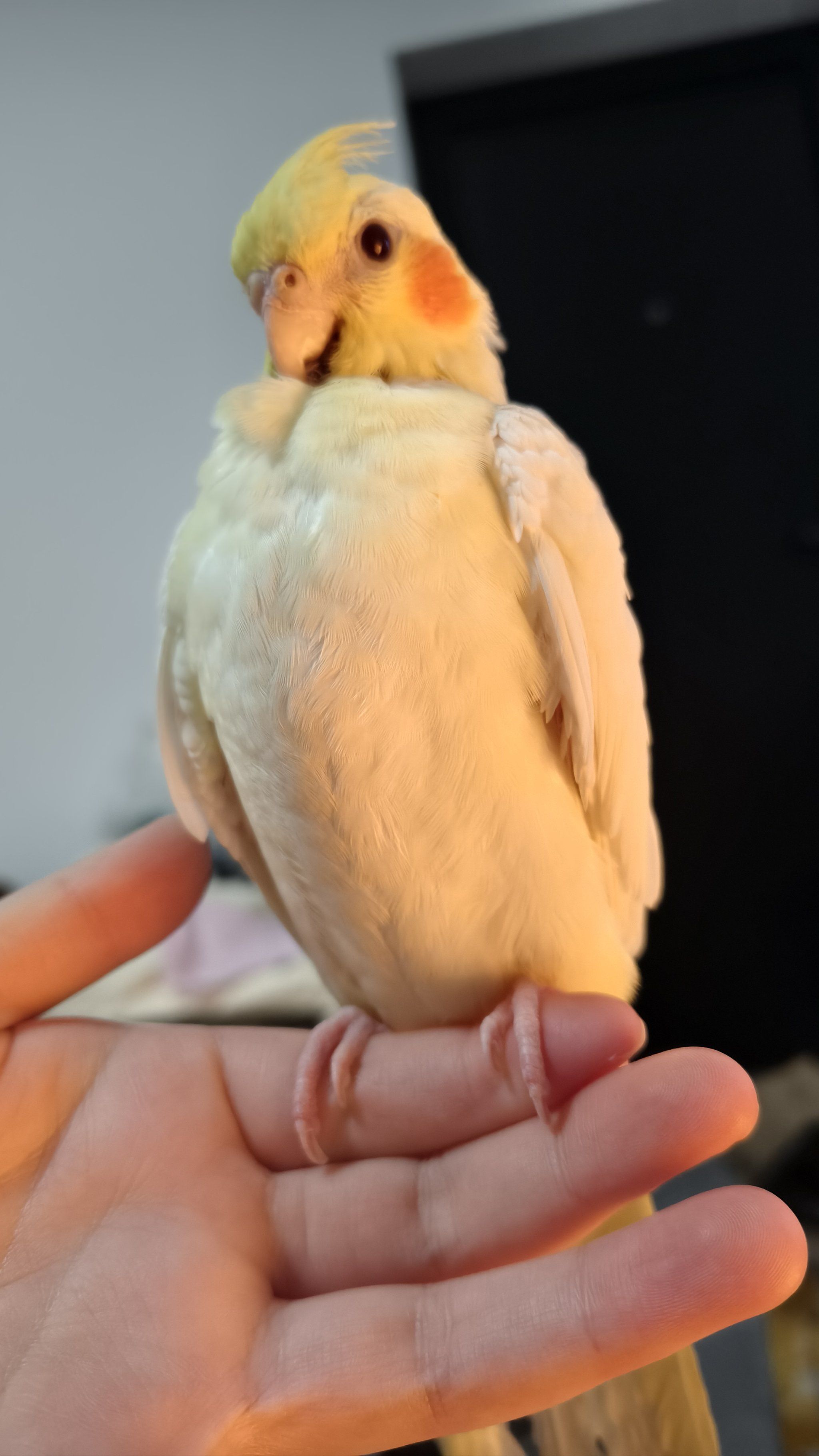 小鸟叼签算命 算命小鸟为什么抽得准