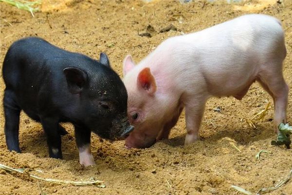 周公解梦梦见小伙伴 梦见小时候的小伙伴们