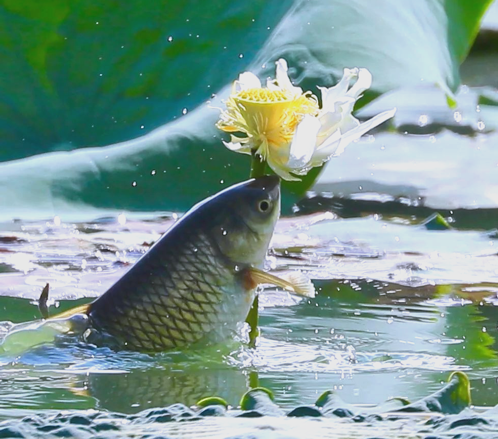解梦周公解梦大全梦见鱼的简单介绍