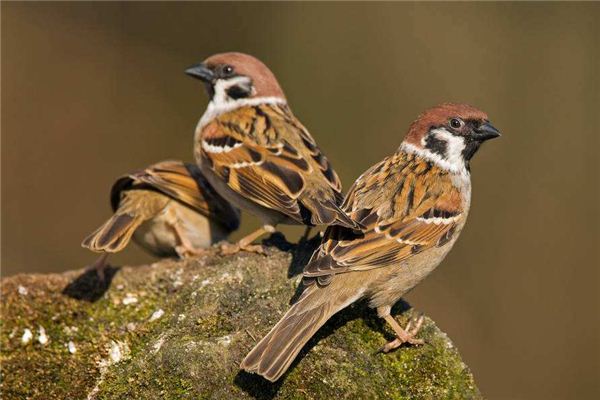 梦到买药周公解梦 梦见买药原版周公解梦