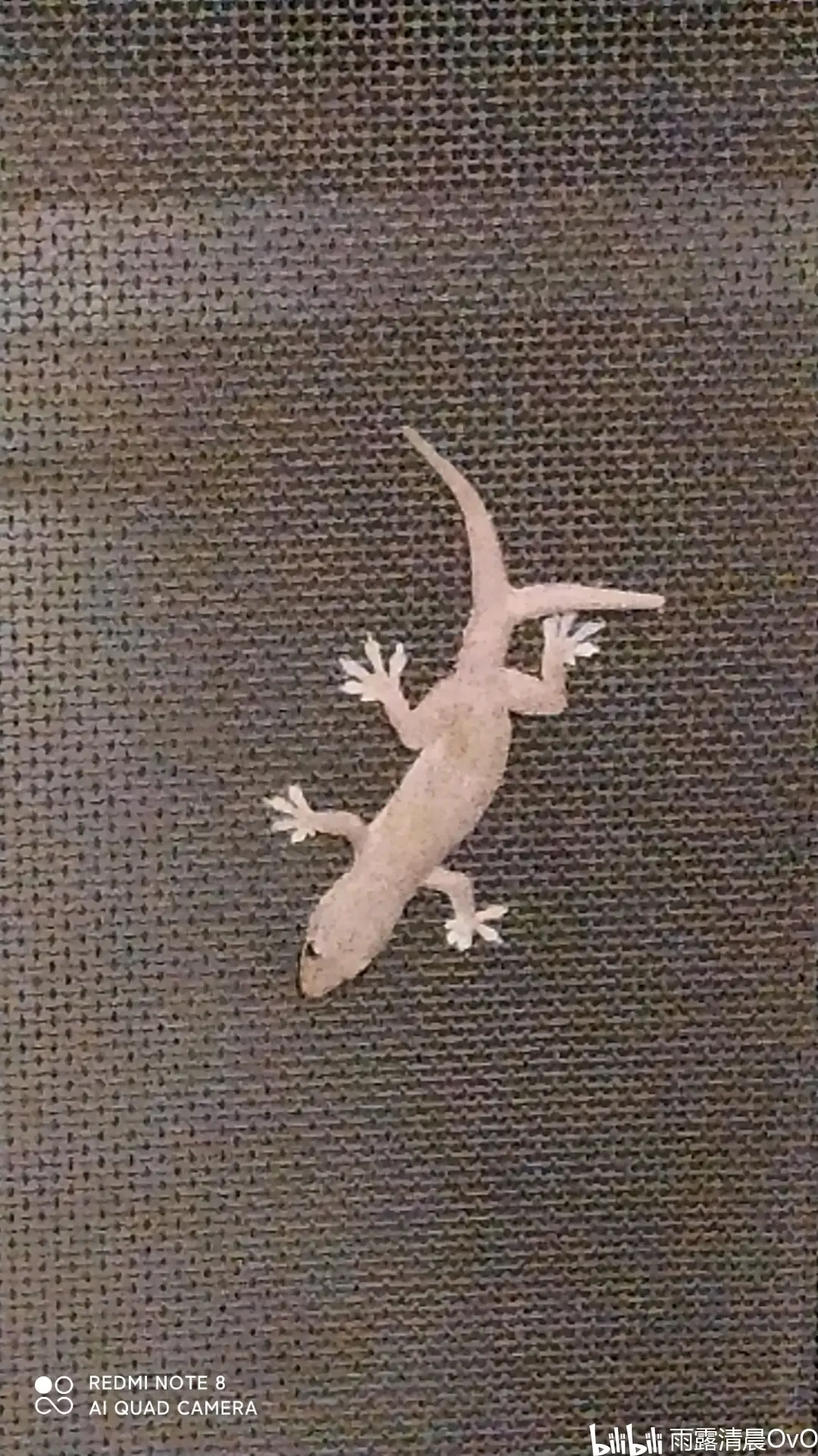 周公解梦壁虎 周公解梦别人给桑葚