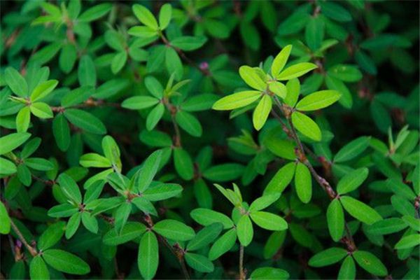 周公解梦植物 周公解梦完整版大全 周公解梦植物 周公解梦完整版大全