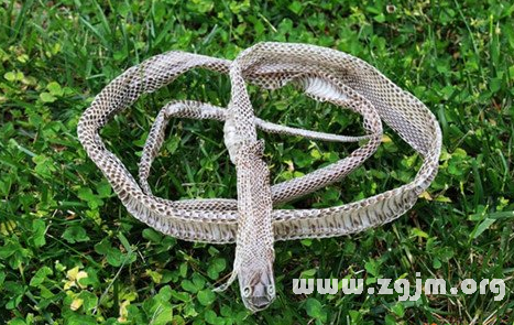 周公解梦脱皮 梦见脱皮是怎么回事