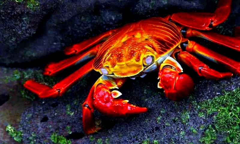 周公解梦很多螃蟹 女人梦见活螃蟹是什么预兆