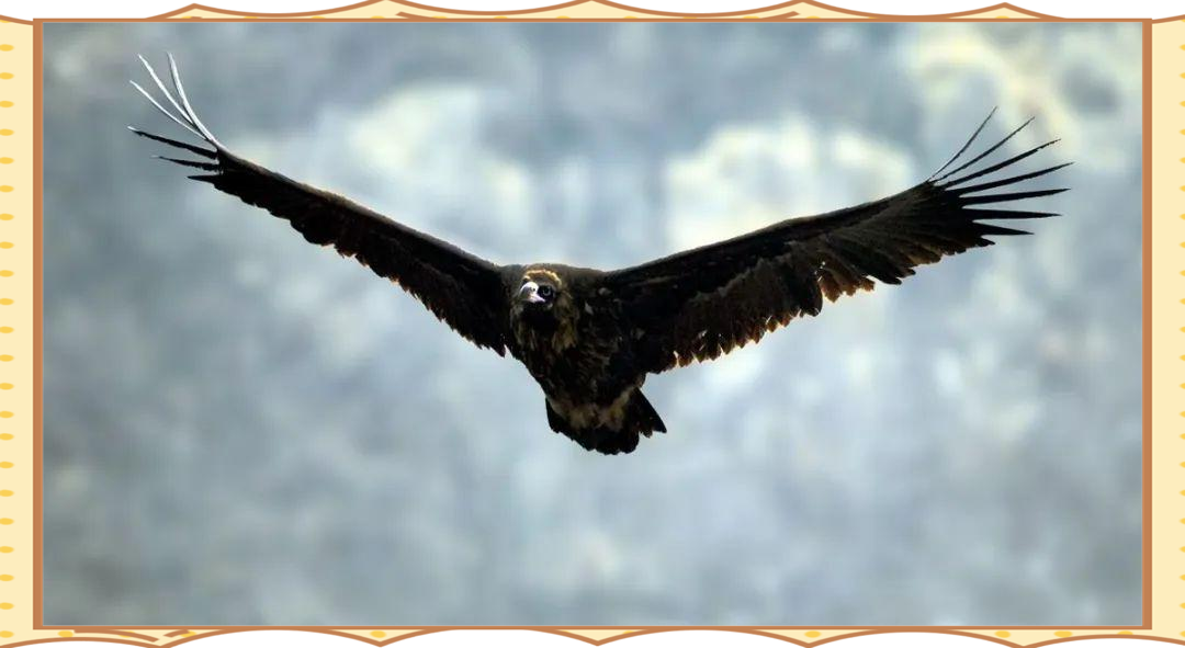 周公解梦原版鸟 周公2345解梦大全原版