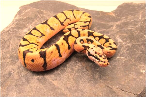 周公解梦小蛇 梦到小蛇预示着什么意思