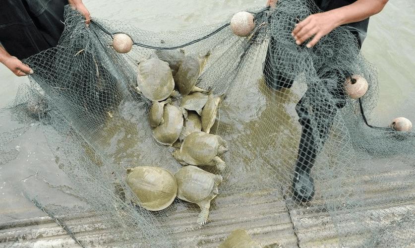 解梦捉甲鱼 梦见抓甲鱼女性