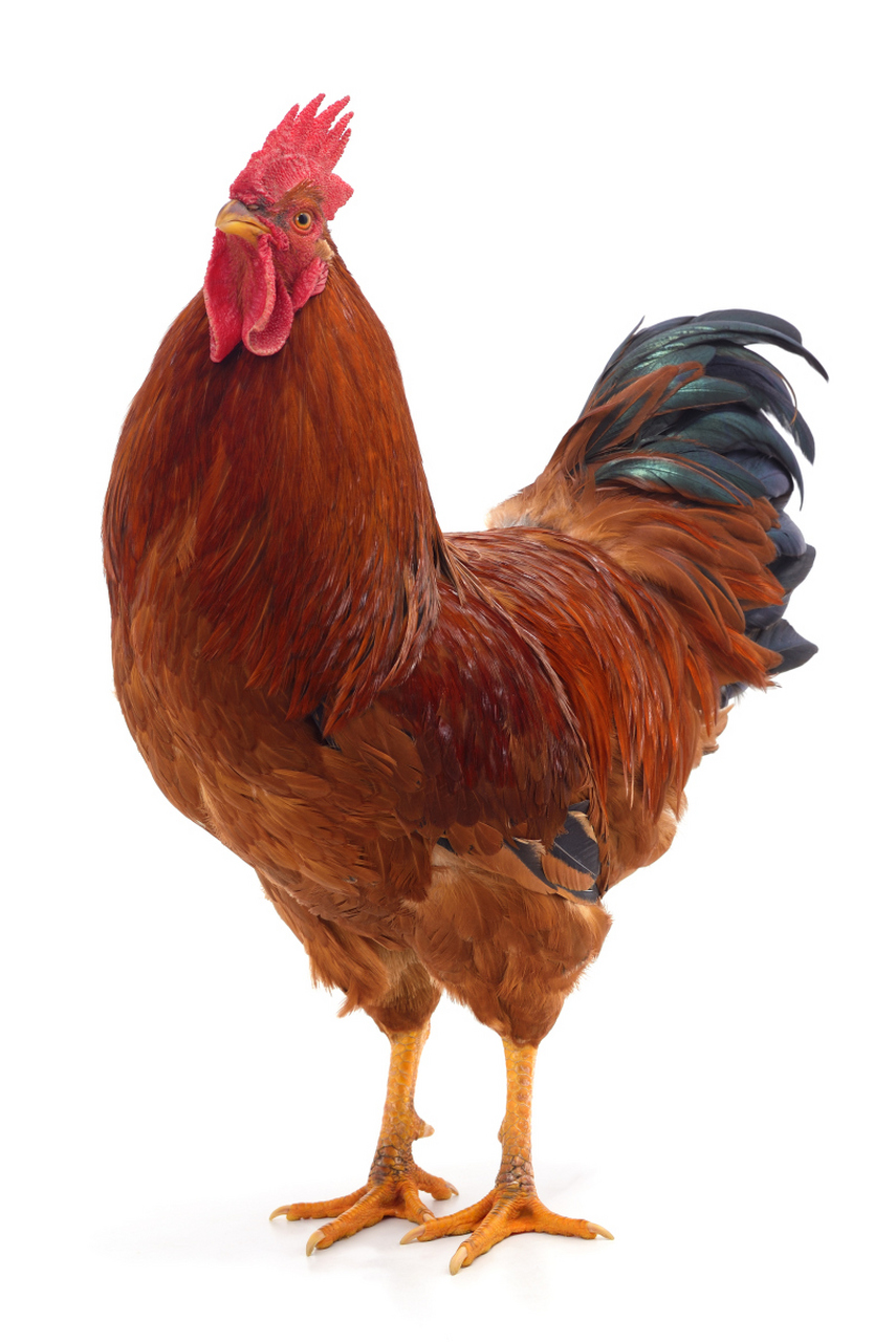 解梦大公鸡 女人梦见公鸡什么兆头 解梦大公鸡 女人梦见公鸡什么兆头