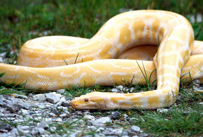 周公解梦黑狗 周公解梦大全查询