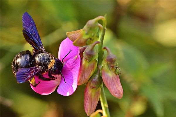 周公解梦黑狗 周公解梦大全查询 周公解梦黑狗 周公解梦大全查询