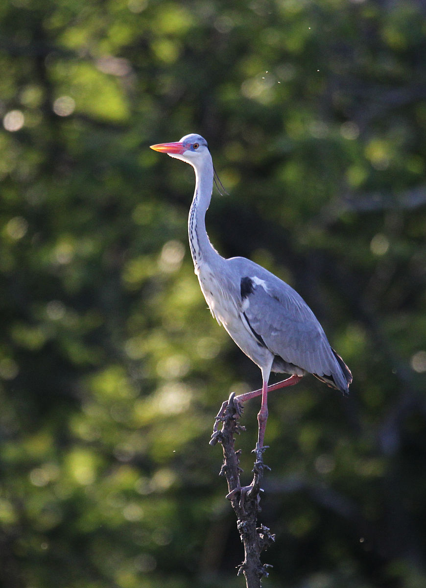 算命鸟 神鸟叼签算卦是什么原理