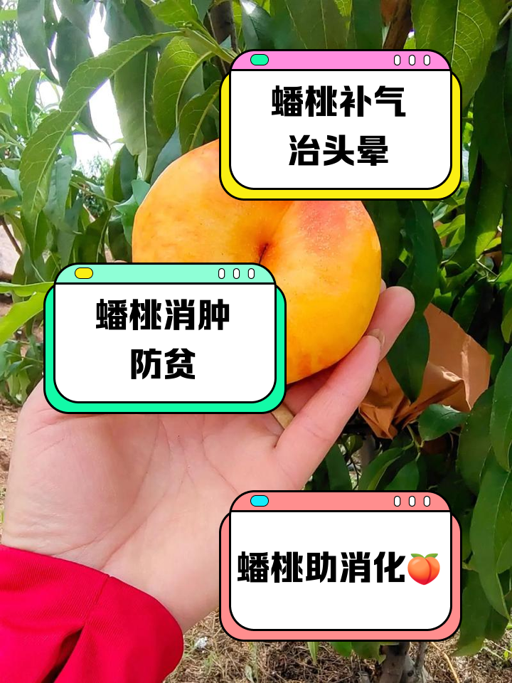 周公解梦吃桃子是什么意思 周公解梦梦见吃桃子什么预兆 周公解梦吃桃子是什么意思 周公解梦梦见吃桃子什么预兆