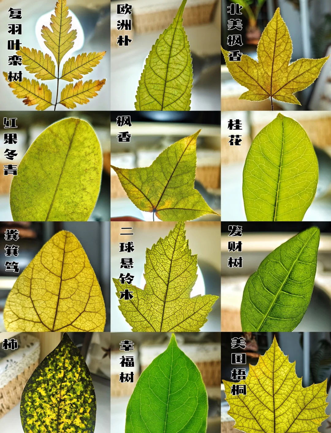 周公解梦树叶 2345原版周公解梦完整版