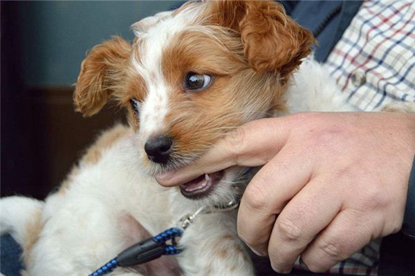 梦到生猪肉周公解梦 梦见生猪肉是什么征兆 梦到生猪肉周公解梦 梦见生猪肉是什么征兆