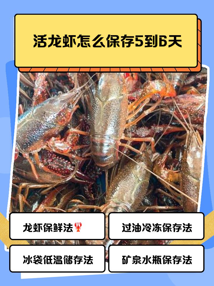 周公解梦龙虾 女人梦见大龙虾要发财