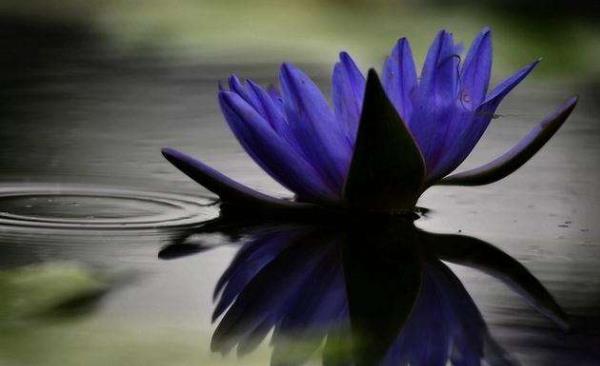 关于2345周公解梦原版免费手机版河水的信息