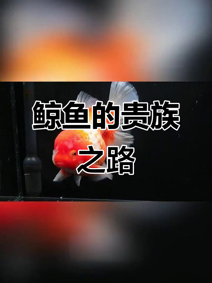 周公解梦鲸鱼 女人梦见鲸鱼是吉兆吗