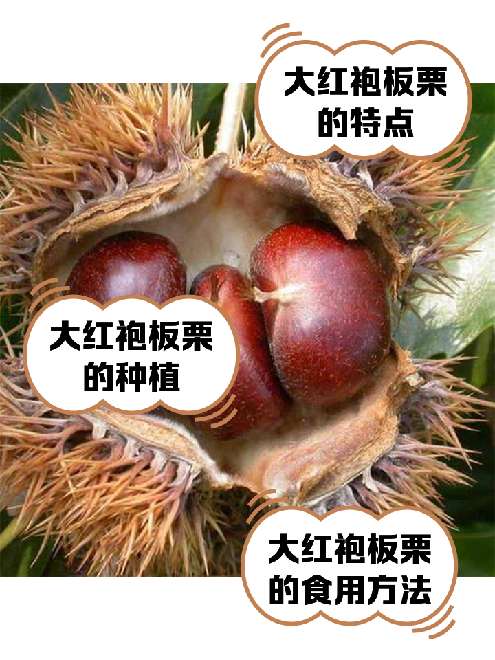 周公解梦板栗 梦到好多板栗是什么预兆 周公解梦板栗 梦到好多板栗是什么预兆