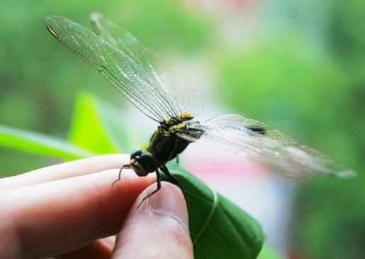 周公解梦蜻蜓 梦见蜻蜓周公解梦原版