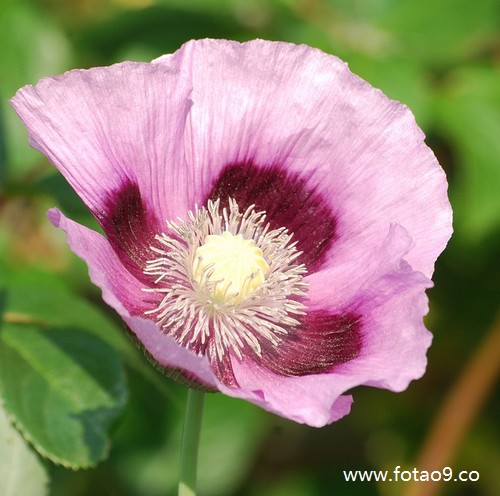 周公解梦男婴儿 梦到男婴儿有什么预兆 周公解梦男婴儿 梦到男婴儿有什么预兆