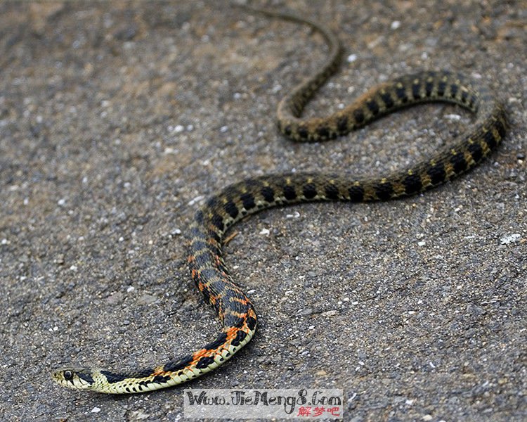 解梦36种个动物 梦见什么动物不吉利 解梦36种个动物 梦见什么动物不吉利