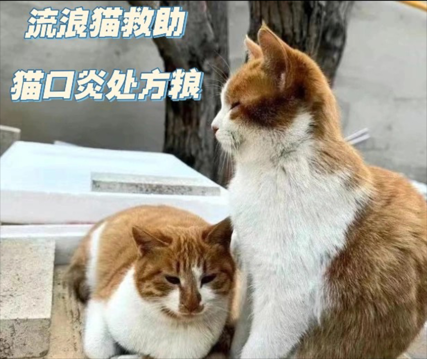 周公解梦喂猫 女人梦见猫是仙家托梦