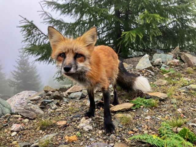 周公解梦狐狸进家 梦见狐狸周公解梦原版