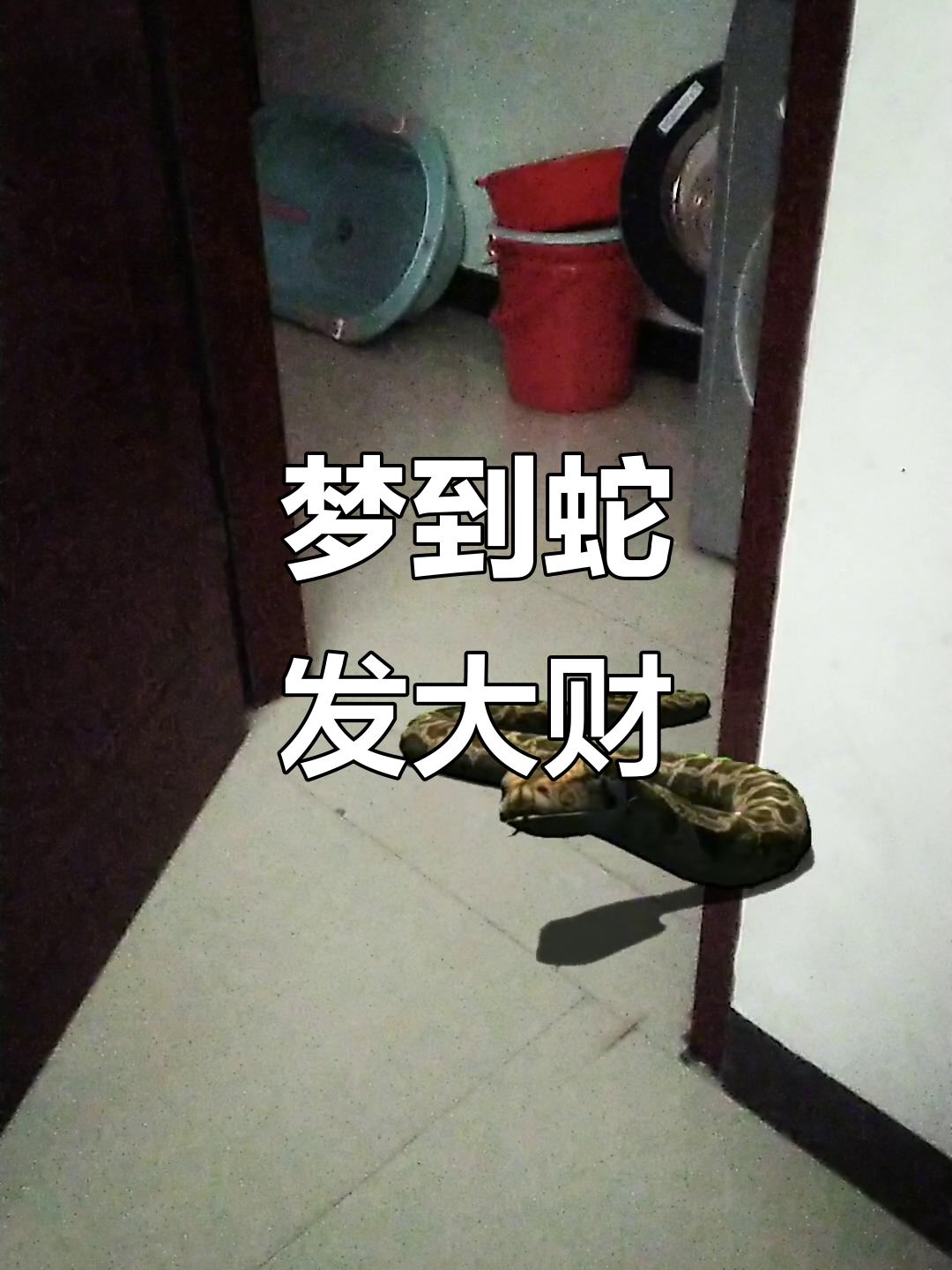 解梦大蛇 梦大蛇预示着什么 解梦大蛇 梦大蛇预示着什么