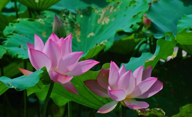 农历生日算命 生日打分查询入口 农历生日算命 生日打分查询入口