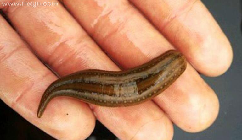 周公解梦蚂蝗 周公解梦梦见蚂蝗成群