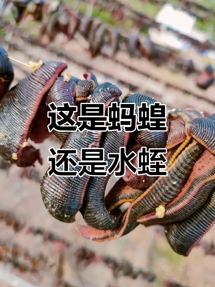 周公解梦蚂蝗 周公解梦梦见蚂蝗成群 周公解梦蚂蝗 周公解梦梦见蚂蝗成群