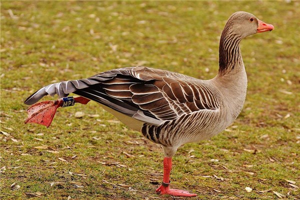 周公解梦鹅 梦见鹅发横财的吉兆 周公解梦鹅 梦见鹅发横财的吉兆