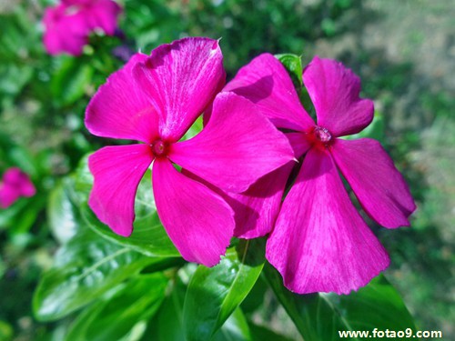 原版周公解梦赤脚走路 梦赤脚原文周公解梦 原版周公解梦赤脚走路 梦赤脚原文周公解梦