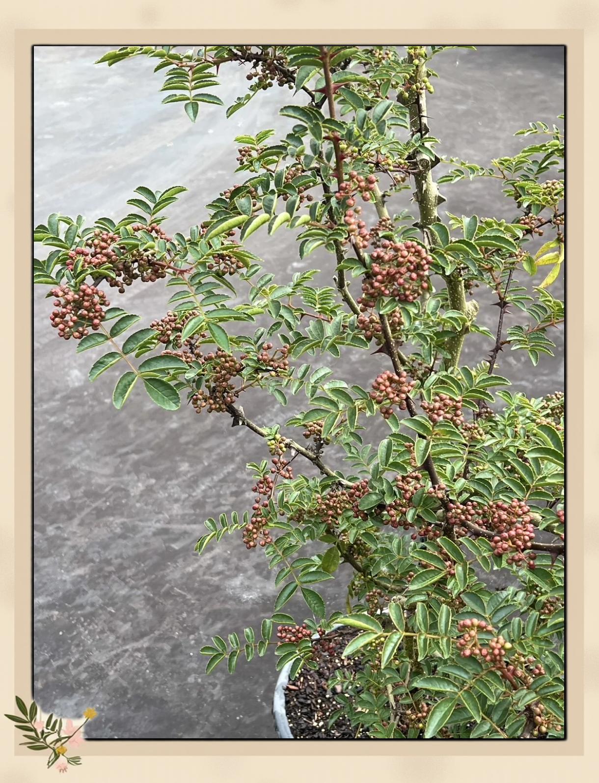 周公解梦花椒树 梦见满树成熟的花椒 周公解梦花椒树 梦见满树成熟的花椒