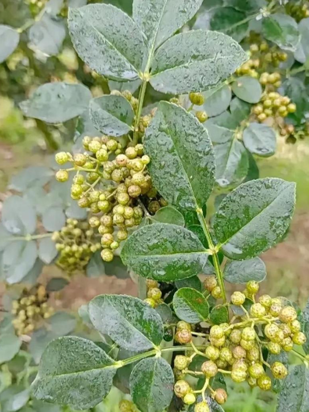 周公解梦花椒树 梦见满树成熟的花椒 周公解梦花椒树 梦见满树成熟的花椒