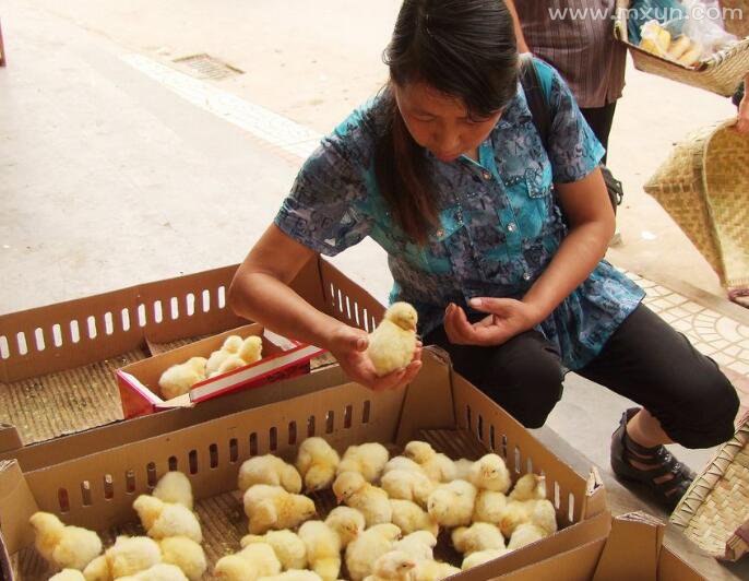 周公解梦小鸡 周公解梦小鸡闷头在水里