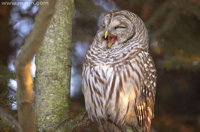 包含周公解梦猫头鹰的词条