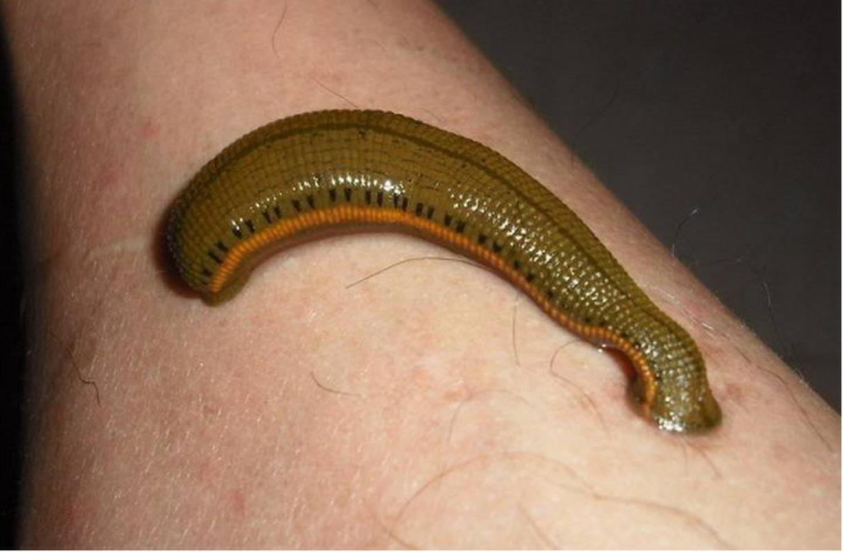 周公解梦蚂蝗咬脚 女性梦见蚂蟥咬脚吉兆 周公解梦蚂蝗咬脚 女性梦见蚂蟥咬脚吉兆