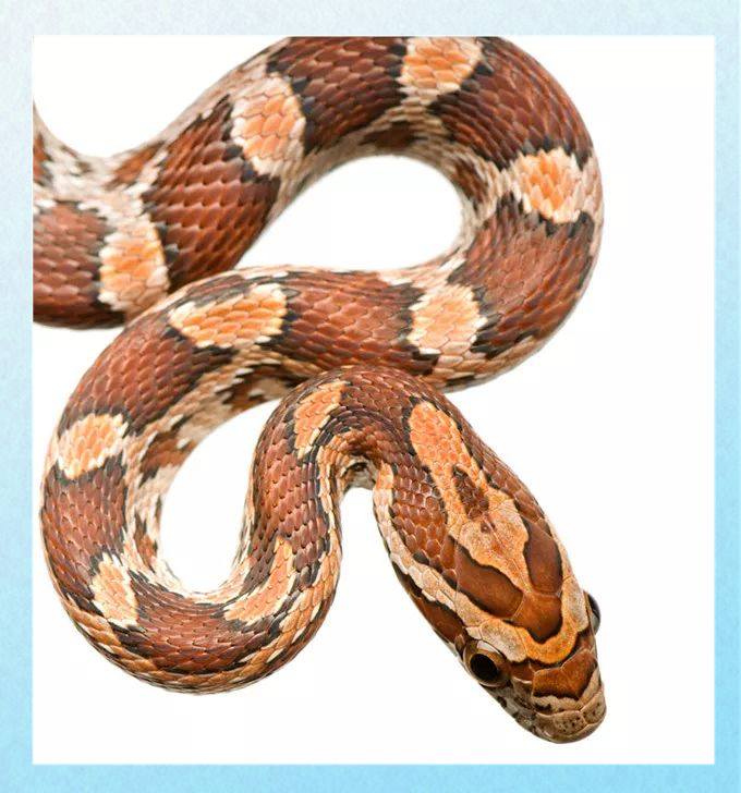 周公解梦之蛇 梦见大蛇是有仙家暗示