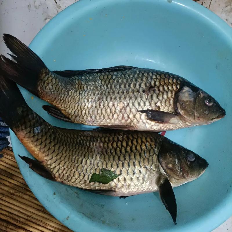 周公解梦捉鱼捉鱼 周公解梦梦见别人捉鱼